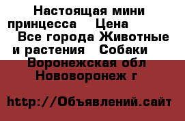 Настоящая мини принцесса  › Цена ­ 25 000 - Все города Животные и растения » Собаки   . Воронежская обл.,Нововоронеж г.